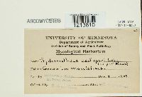 Sphaerotheca castagnei image