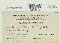 Sphaerotheca castagnei image