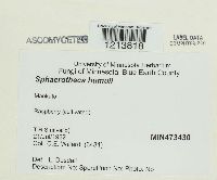 Sphaerotheca humuli image