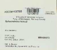 Sphaerotheca humuli image