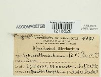 Sphaerotheca humuli image