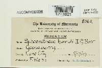 Sphaerotheca humuli image