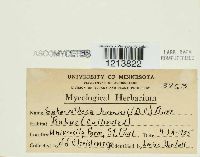 Sphaerotheca humuli image