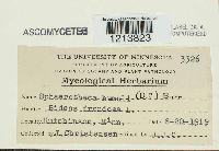 Sphaerotheca humuli image