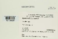 Sphaerotheca humuli image