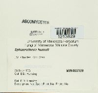 Sphaerotheca humuli image