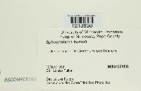 Sphaerotheca humuli image