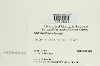 Sphaerotheca humuli image