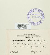 Sphaerotheca humuli image