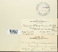 Sphaerotheca humuli image