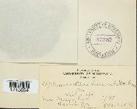 Sphaerotheca humuli image