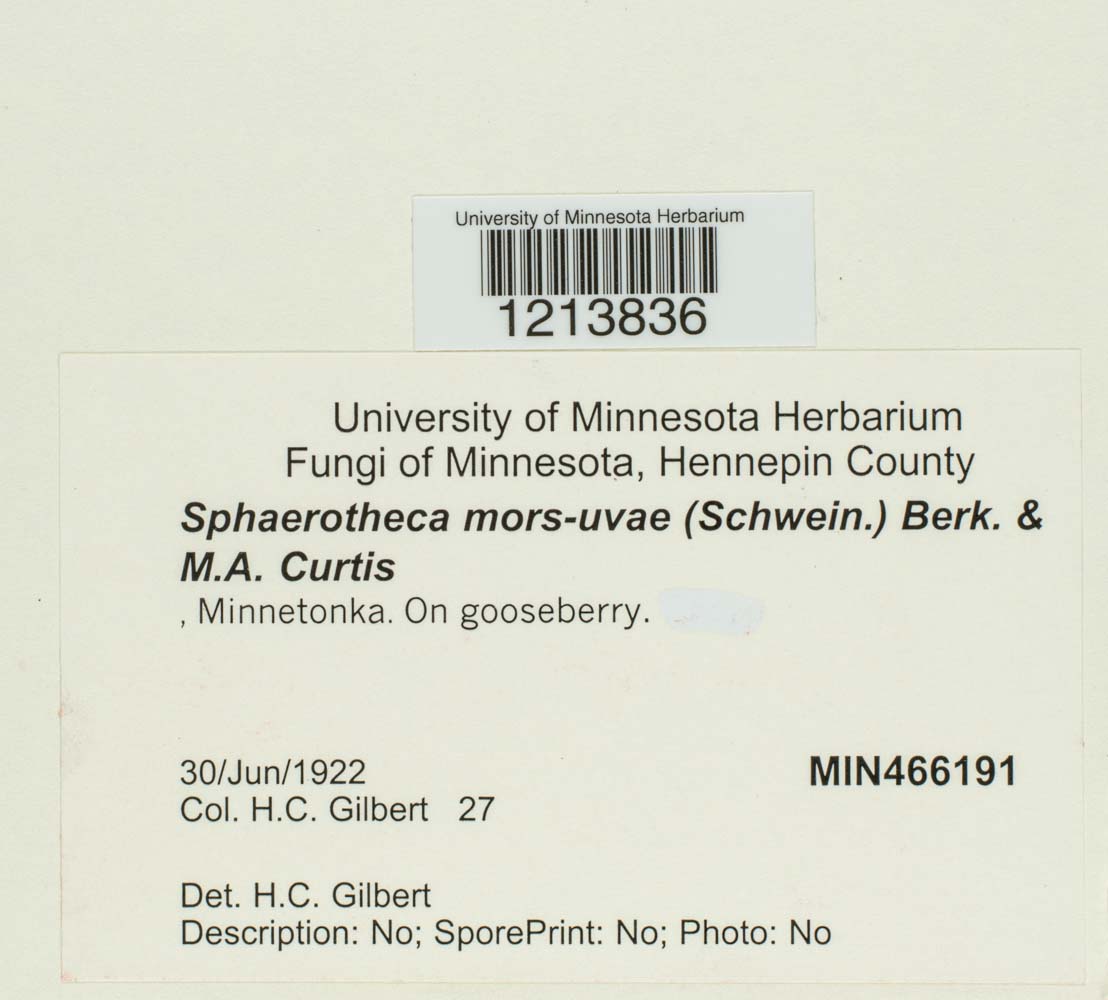 Podosphaera mors-uvae image