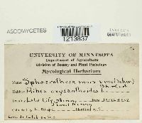 Podosphaera mors-uvae image