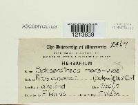 Podosphaera mors-uvae image