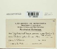 thumbnail image of current specimen