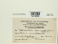 Podosphaera mors-uvae image