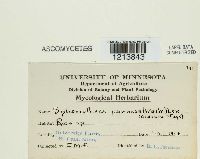 Podosphaera pannosa image