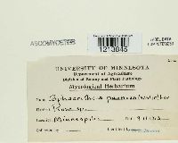 Podosphaera pannosa image