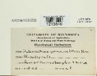 Podosphaera pannosa image