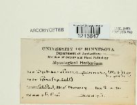 Podosphaera pannosa image