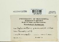 Podosphaera pannosa image