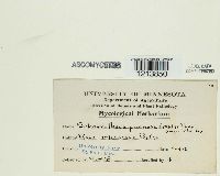 Podosphaera pannosa image