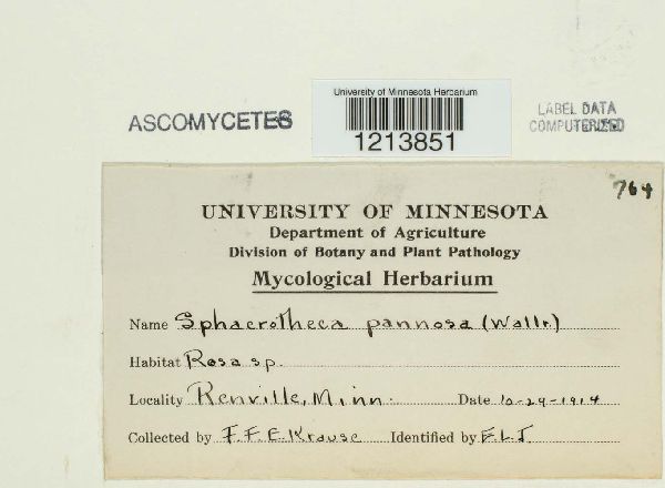 Podosphaera pannosa image