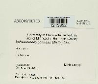 Podosphaera pannosa image