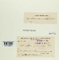 Podosphaera pannosa image