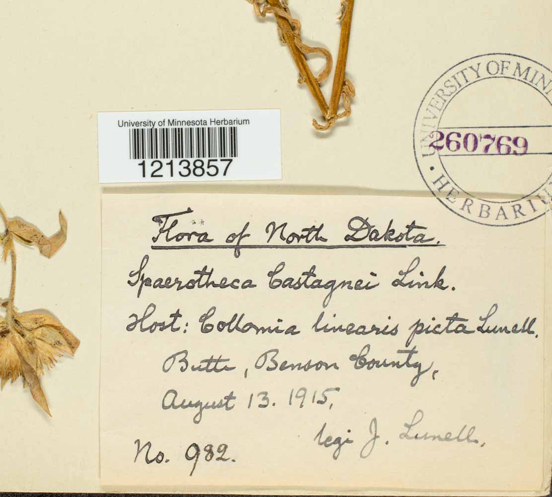 Sphaerotheca castagnei image