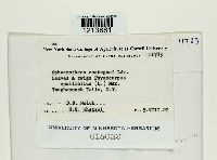 Sphaerotheca castagnei image