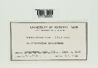 Sphaerotheca humuli image