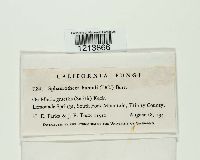 Sphaerotheca humuli image