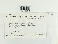 Sphaerotheca humuli image