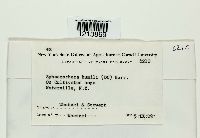 Sphaerotheca humuli image