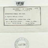 Sphaerotheca humuli image