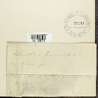 Sphaerotheca humuli image