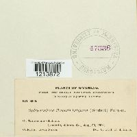 Sphaerotheca humuli image