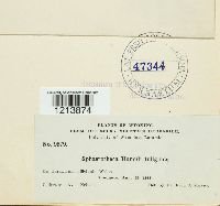 Sphaerotheca humuli image