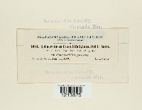 Sphaerotheca humuli image