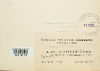 Sphaerotheca humuli image