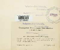 Sphaerotheca humuli image