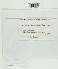 Sphaerotheca humuli image