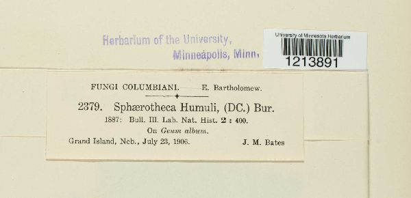 Sphaerotheca humuli image