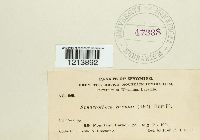 Sphaerotheca humuli image