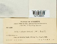 Sphaerotheca humuli image