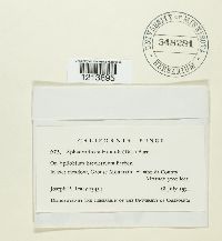 Sphaerotheca humuli image