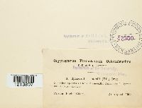 Sphaerotheca humuli image