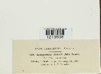 Sphaerotheca humuli image