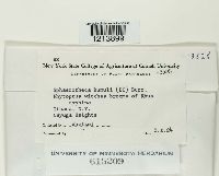 Sphaerotheca humuli image